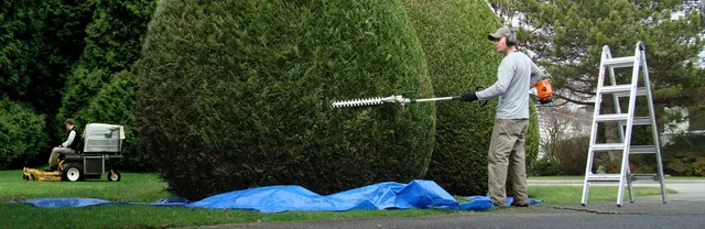Hedge trimming with clippings tarped for haul-away
